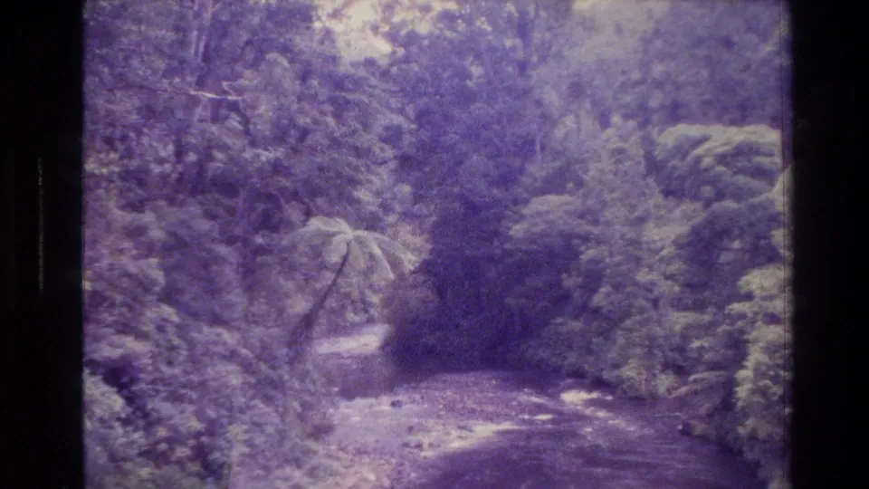 New Zealand forest stream in a soft 1981 8mm frame, with heavy purple cast, grain, and dense surrounding foliage.