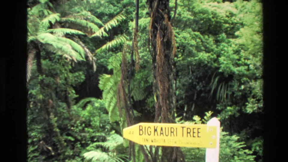 1981 New Zealand 8mm frame showing a yellow Big Kauri Tree directional sign set against lush forest and tall fern fronds.