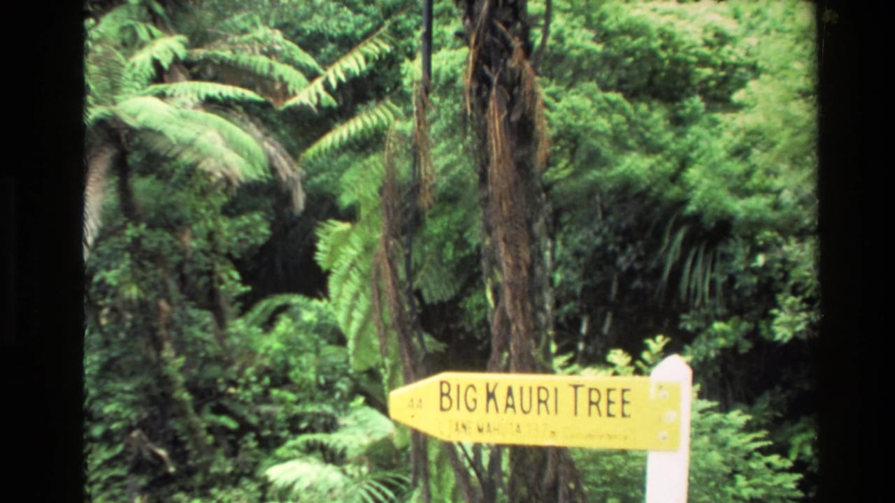 1981 New Zealand 8mm frame showing a yellow Big Kauri Tree directional sign amid lush forest, ferns, and tall trunks.