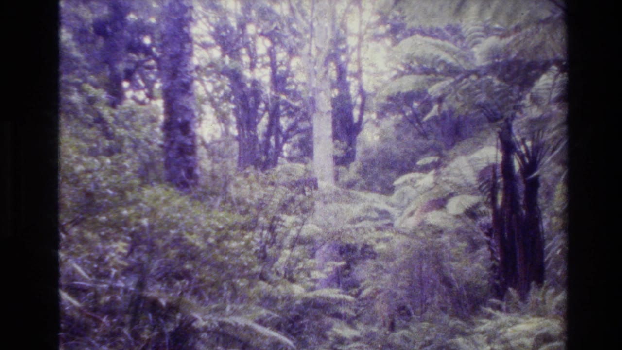 Purple-tinted forest path area with ferns, shrubs, and tall tree trunks.