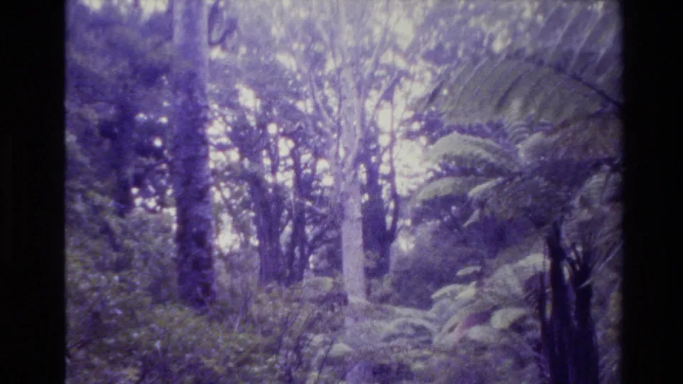 1981 New Zealand 8mm frame showing a fern-filled forest path area with tall trees, bright sky breaks, and aged purple color shift.