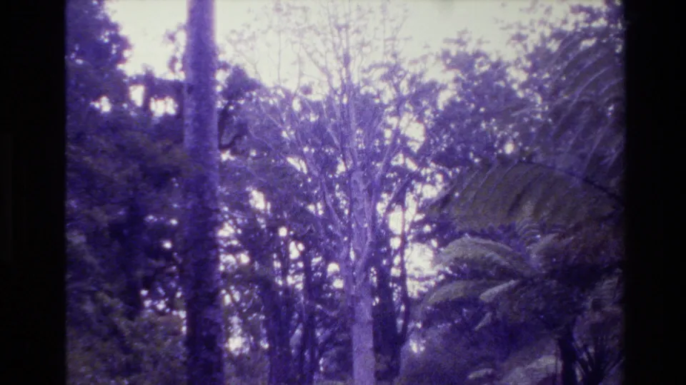 Purple-tinted 8mm frame showing tall New Zealand forest trees, fern fronds, and bright sky through the canopy.