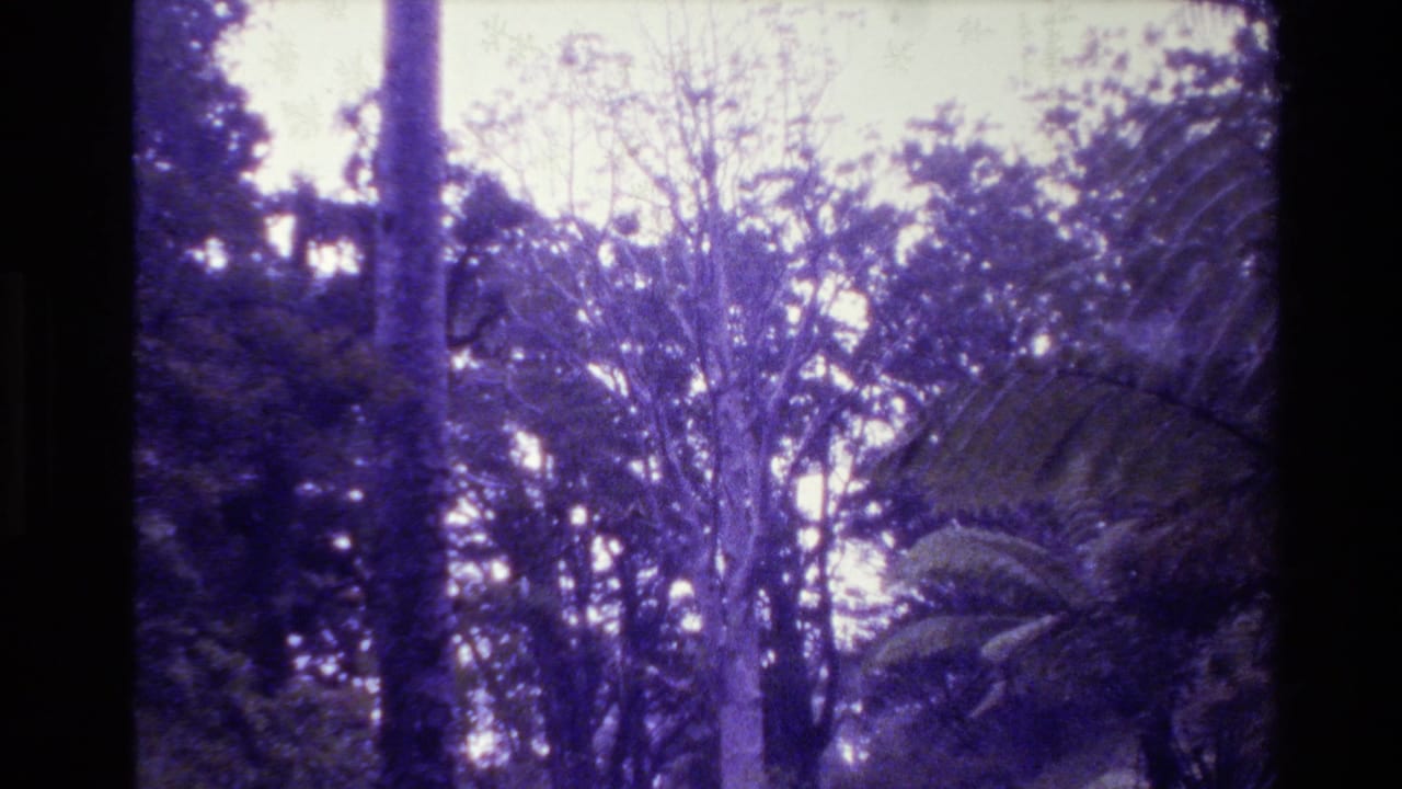 1981 New Zealand 8mm frame looking up into dense trees and palm-like fronds with a strong purple film cast.