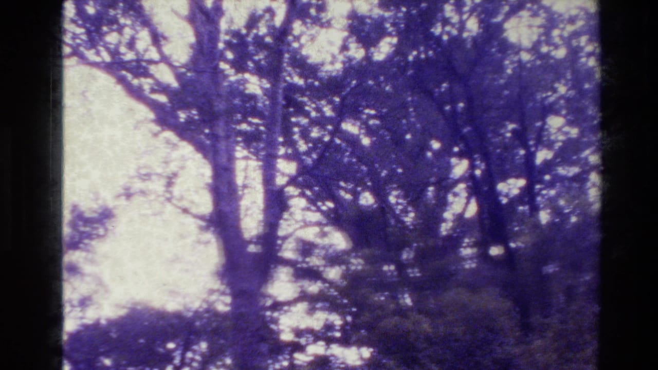 Backlit 8mm view of New Zealand forest canopy, with dark branches and leaves softened by purple-shifted film.
