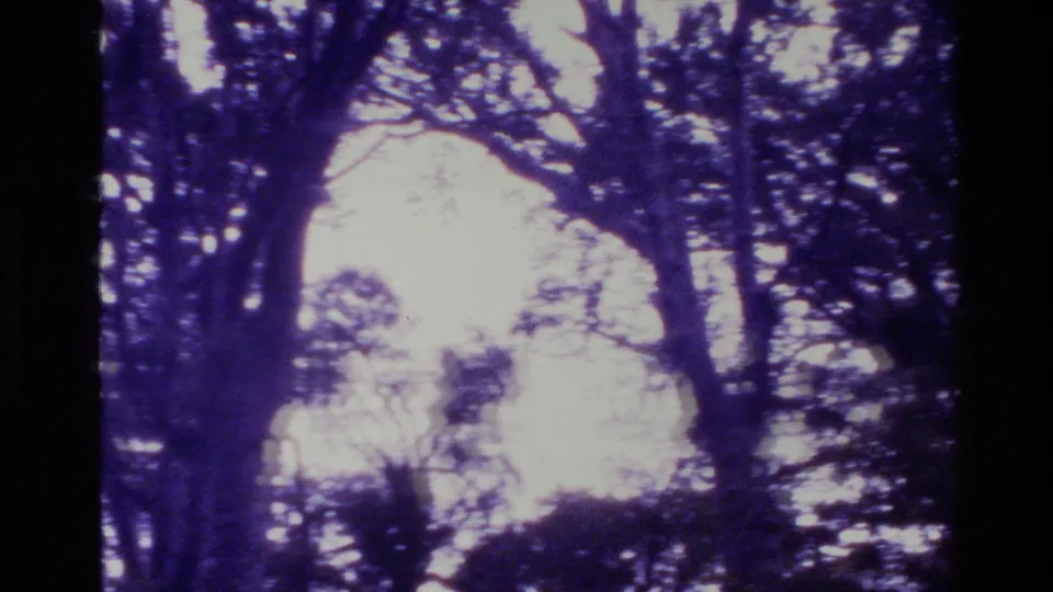 Ground-up home-movie view of tall trees in New Zealand, heavily backlit with grain and purple aging in the film.