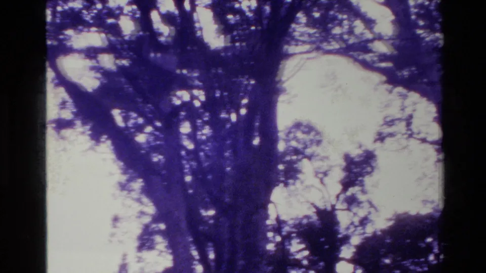 Final 8mm frame of a dense New Zealand tree canopy, showing dark branching forms against washed sky and purple film tint.