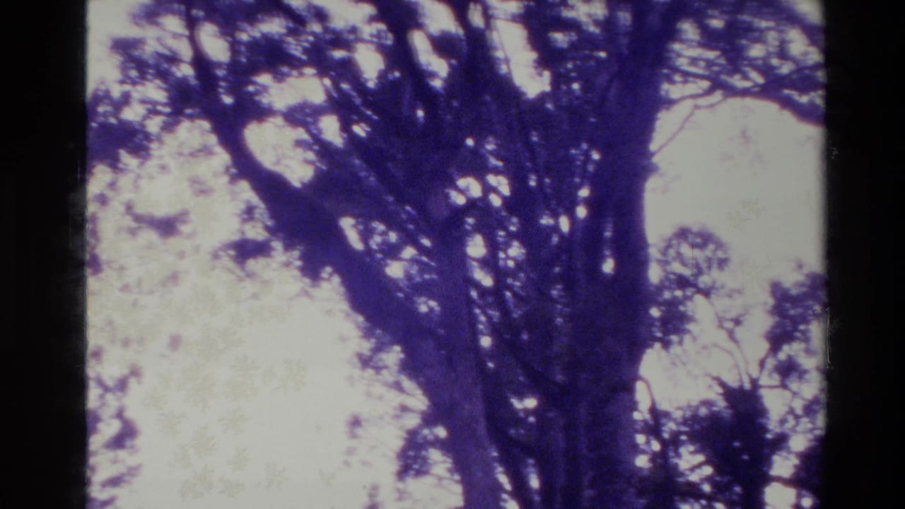 New Zealand 1981 8mm frame showing tall tree trunks and branching canopy with strong purple color cast and dark film border.