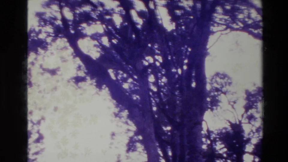 New Zealand 1981 8mm frame showing tall tree trunks and branching canopy with strong purple color cast and dark film border.