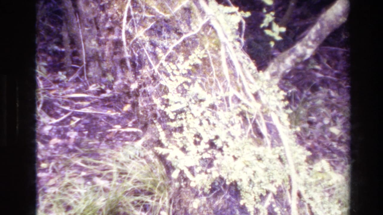 1981 New Zealand 8mm forest-trail detail showing tangled roots, pale lichen or moss, and dense undergrowth in soft handheld framing.