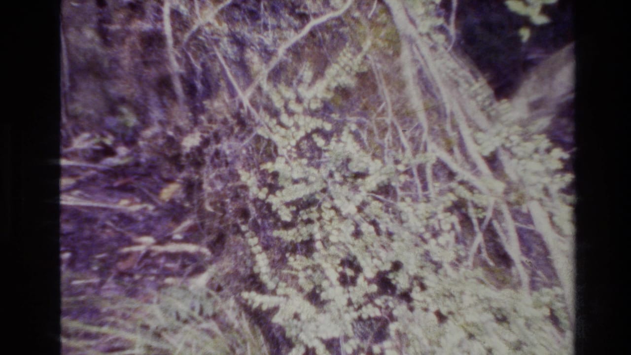 Close forest vegetation with exposed roots, pale growth, and dark shaded brush.