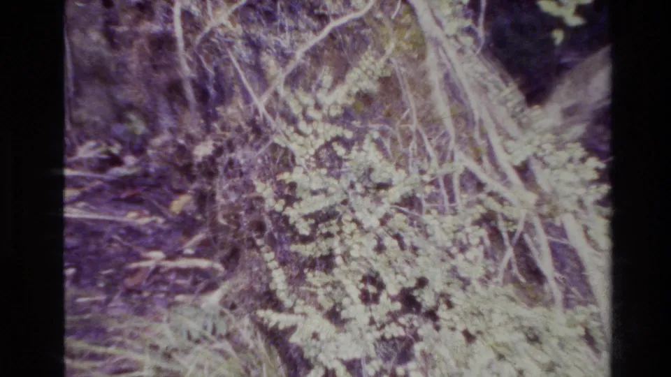 Dense New Zealand forest undergrowth appears in an 8mm home-movie frame, with roots, pale moss or lichen, and shaded brush.