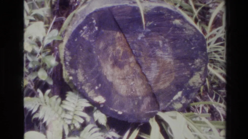 1981 New Zealand 8mm frame of a cut, weathered tree stump with visible rings, surrounded by ferns and trail-side plants.