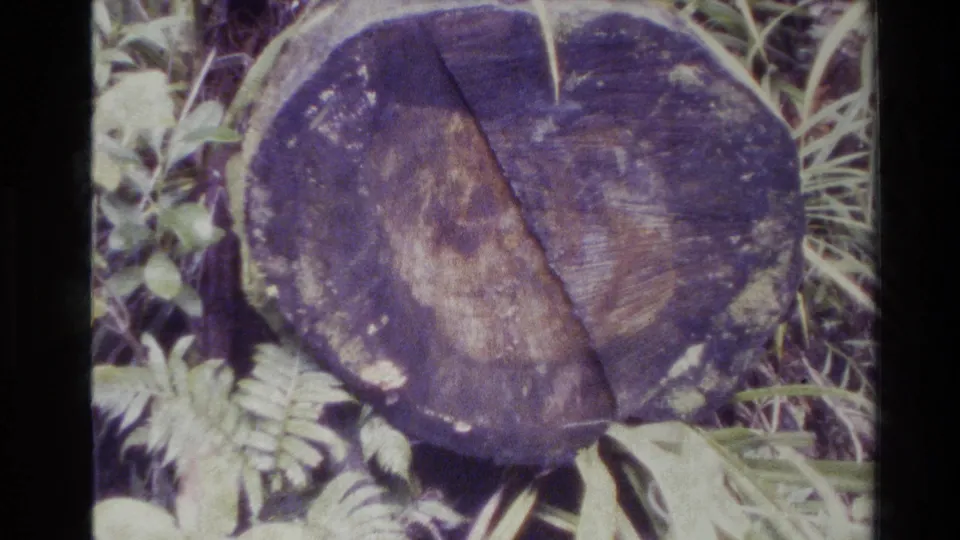 Close 8mm view of a rotting forest stump in New Zealand, showing cracked wood, visible rings, ferns, and purple-tinted shadows.