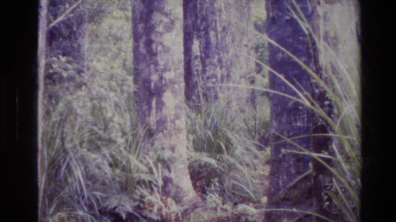 Dense forest with tall tree trunks, ferns, and long leaves in purple-tinted 8mm footage.
