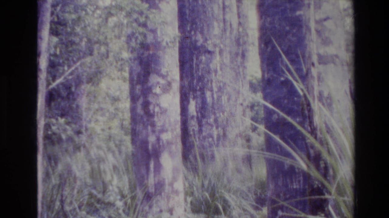 A New Zealand forest view from the 1981 home movie shows vertical trunks, ferns, and layered undergrowth with aged 8mm color shift.