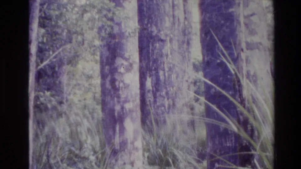 A New Zealand forest view from the 1981 home movie shows vertical trunks, ferns, and layered undergrowth with aged 8mm color shift.