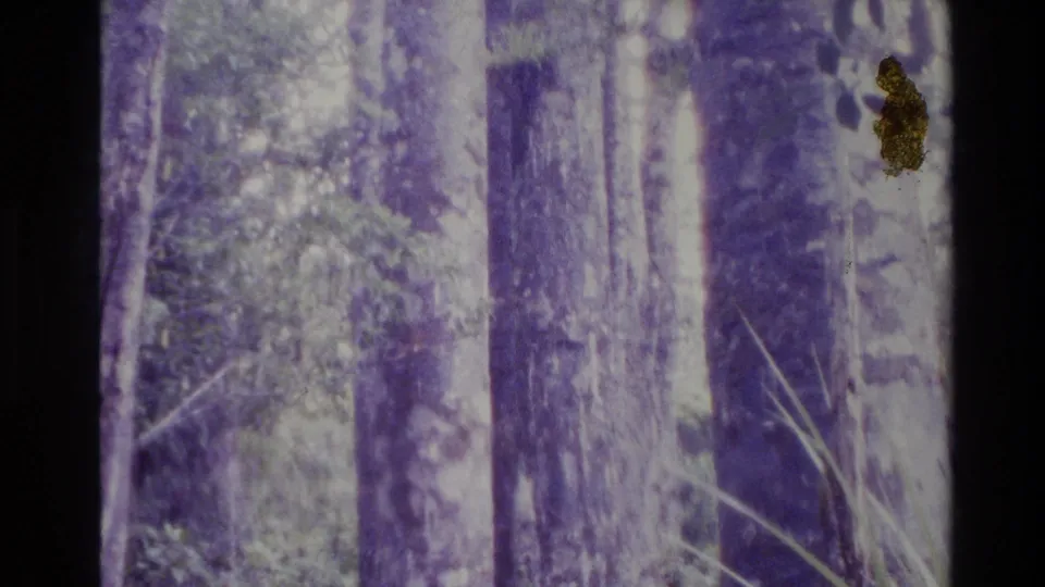 The 1981 New Zealand 8mm clip shows a close view of large forest trunks and dense vegetation, softened by grain and purple fading.