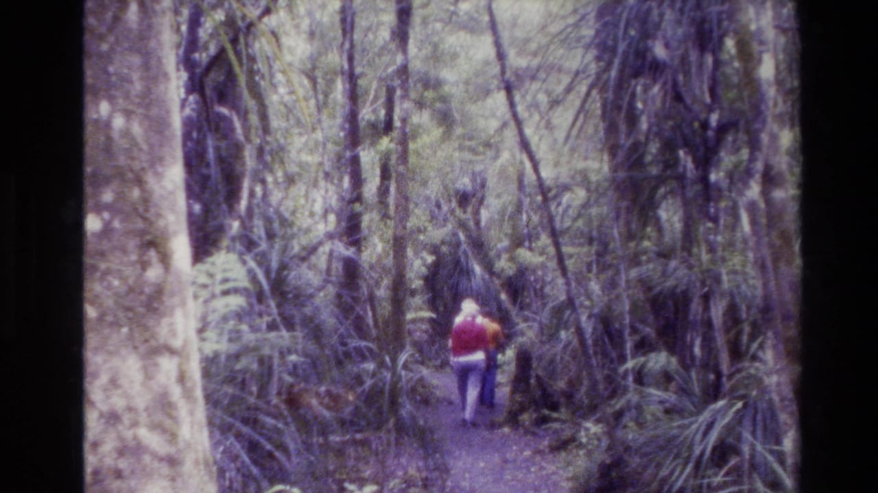 1981 New Zealand 8mm frame showing hikers from behind on a shaded forest path bordered by dense ferns and tree trunks.