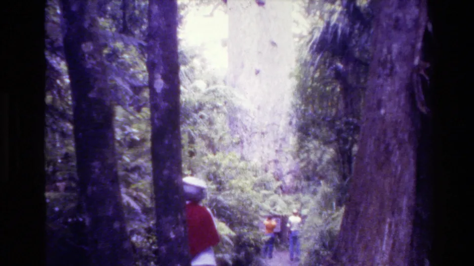 1981 New Zealand 8mm still with hikers partly obscured by trunks and ferns on a narrow shaded trail.