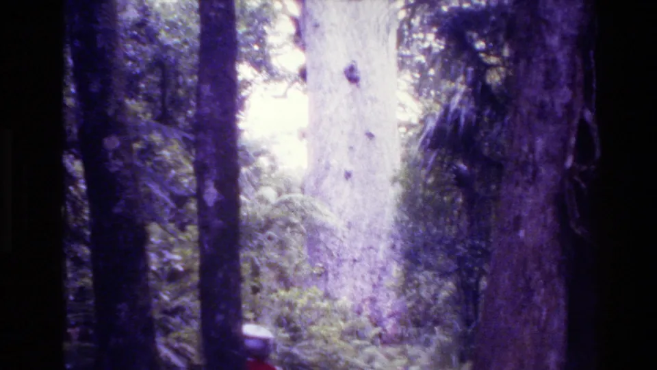 1981 New Zealand 8mm frame of hikers receding into a fern-filled forest corridor with tall trunks and bright backlight.