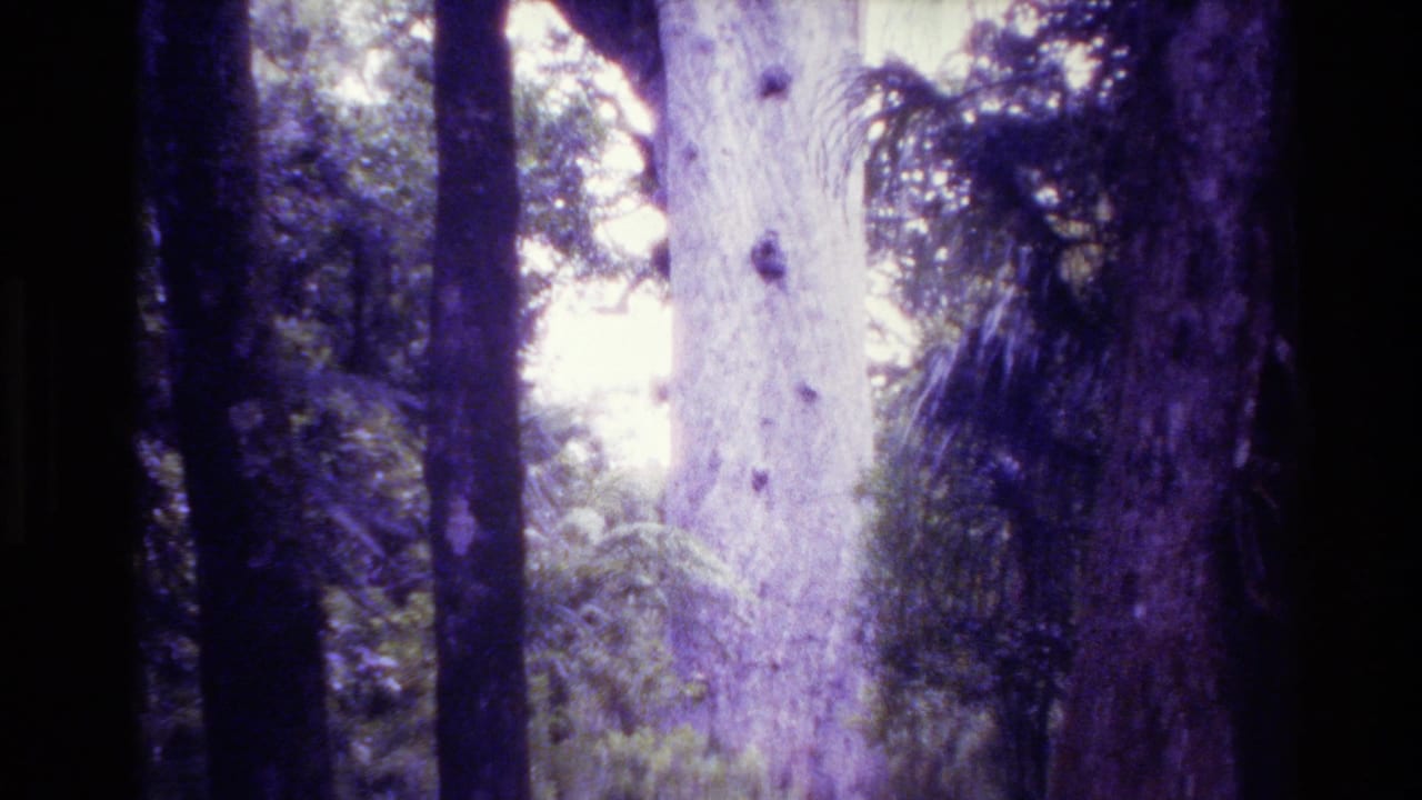 1981 New Zealand 8mm frame showing a towering pale tree trunk rising through dense forest with purple-tinted film color.