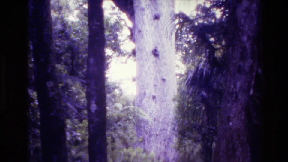 1981 New Zealand 8mm frame showing a towering pale tree trunk rising through dense forest with purple-tinted film color.