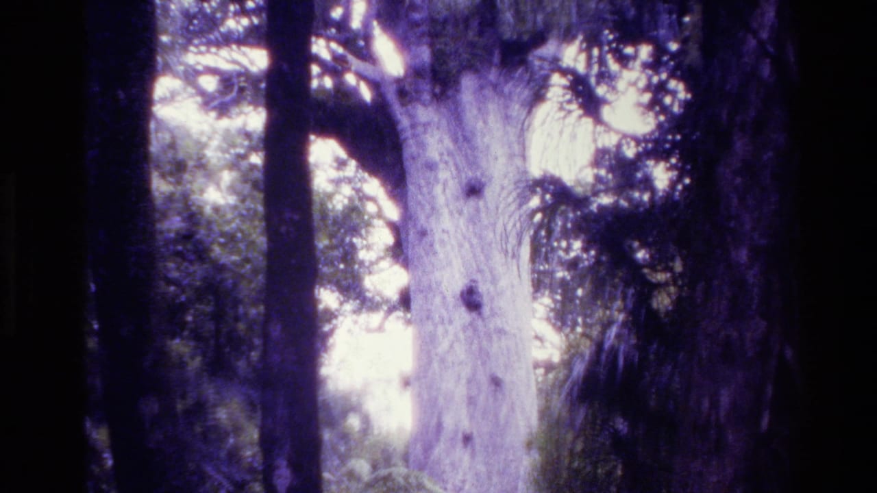 Upper section of a large forest tree with branches against bright sky.