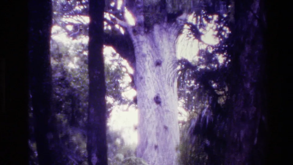 The camera has tilted upward on the large New Zealand forest tree, showing trunk, high branches, foliage, and bright sky through 8mm grain.