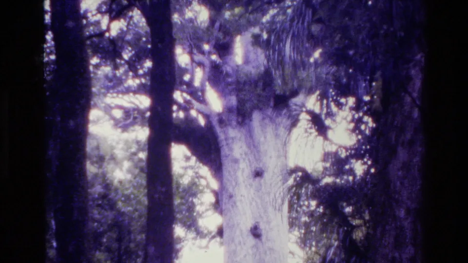 A purple-tinted 8mm view looks up a massive forest trunk with surrounding branches and layered foliage in New Zealand.