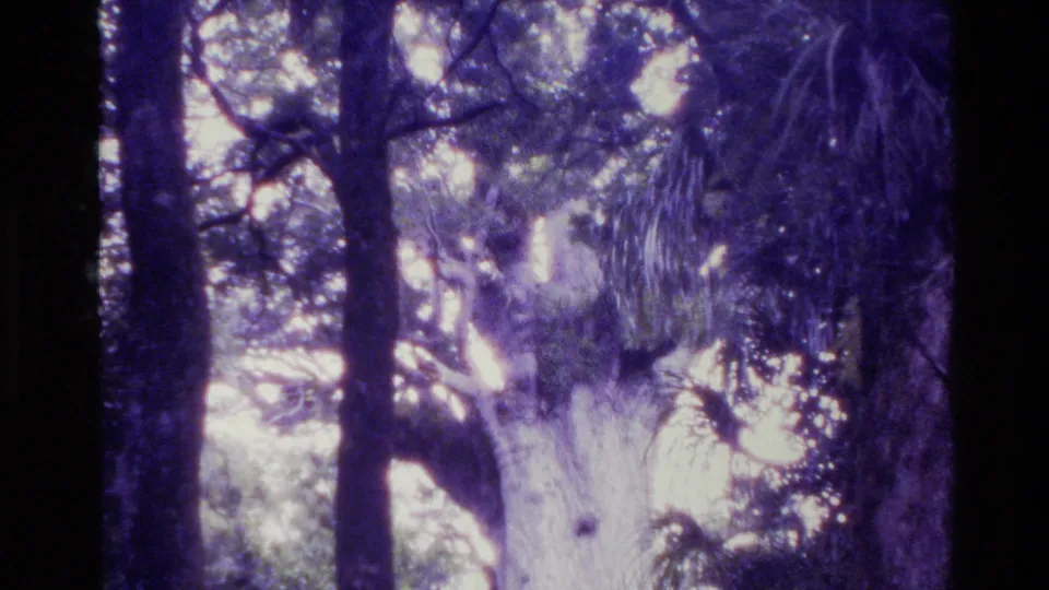 Final 1981 New Zealand frame showing the tall tree and surrounding canopy, with bright sky patches and strong purple 8mm color shift.