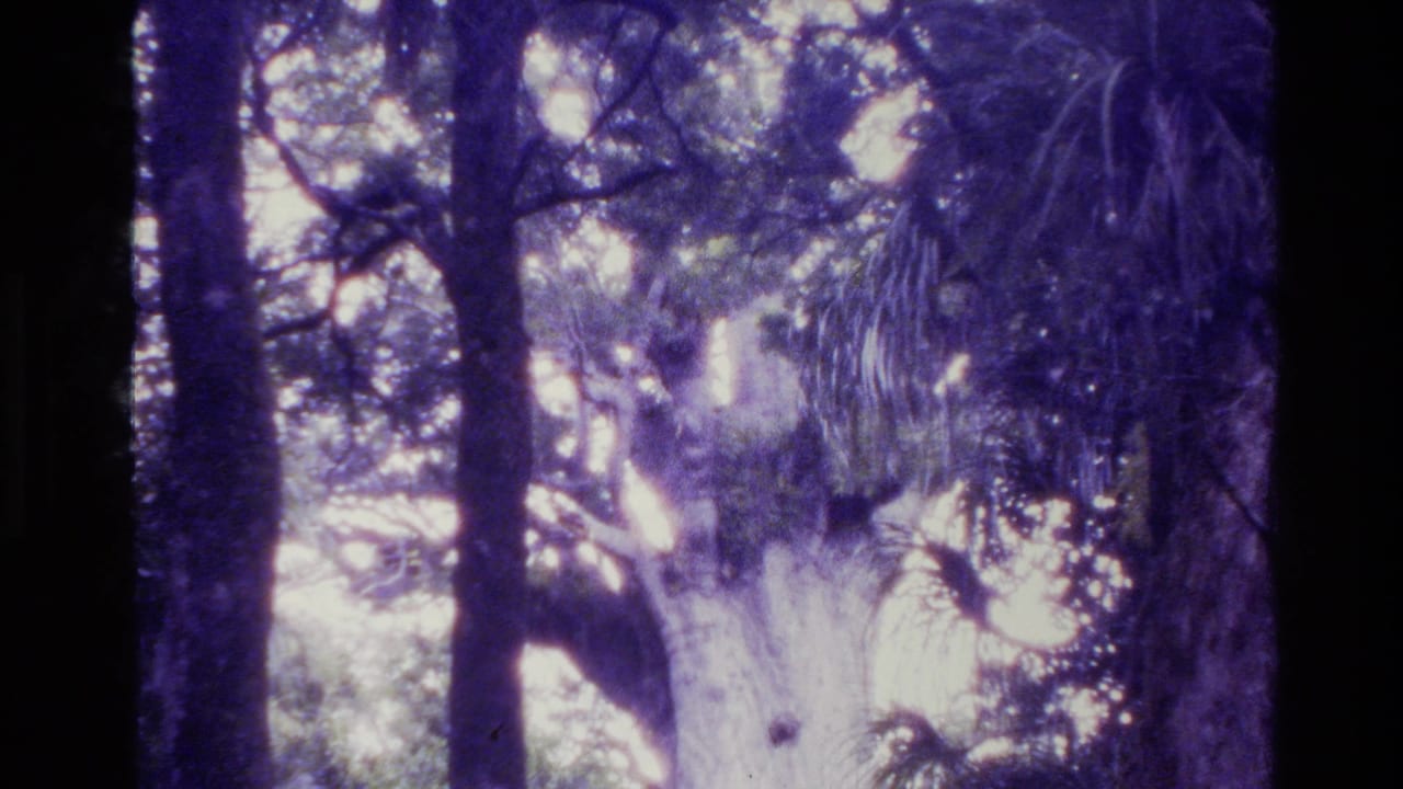 Aged 8mm frame from New Zealand showing tall forest trees and a bright, overexposed canopy near Tane Mahuta.