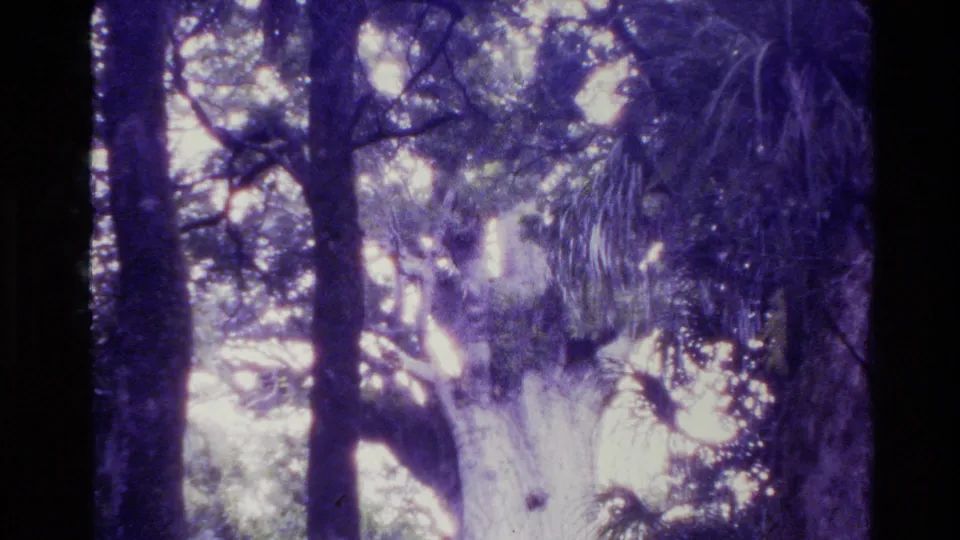 Aged 8mm frame from New Zealand showing tall forest trees and a bright, overexposed canopy near Tane Mahuta.