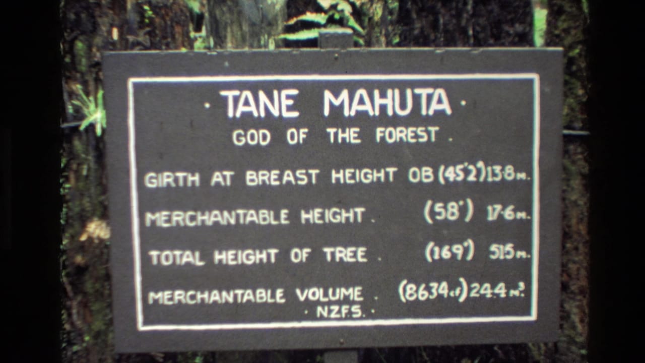 Tane Mahuta information sign mounted among forest tree trunks.