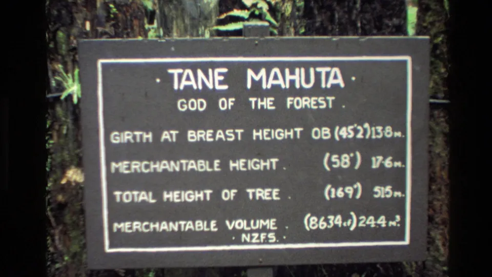 New Zealand 1981 home-movie frame showing the Tane Mahuta, God of the Forest, sign with measurements in front of trees.