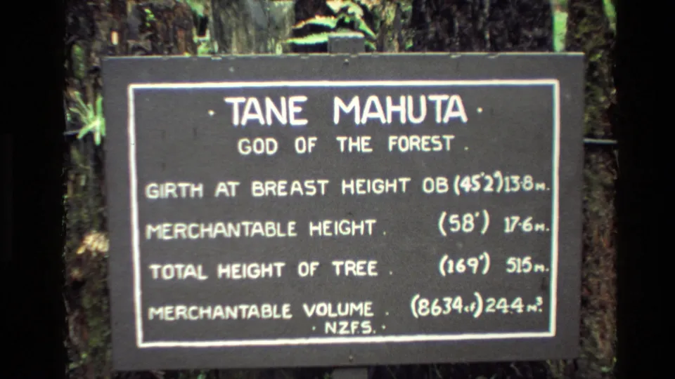 Close 8mm view of the Tane Mahuta sign in New Zealand, with handwritten-style text and forest trunks behind it.