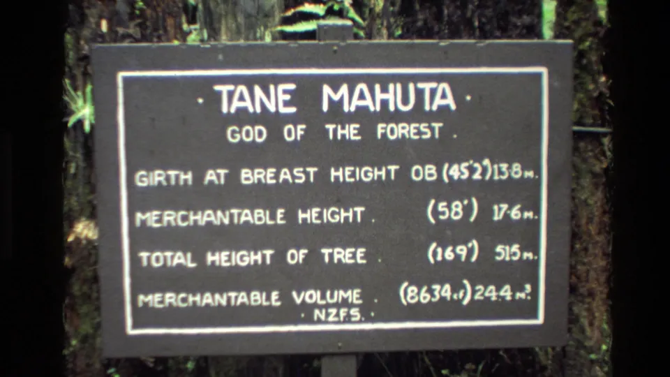 Final 1981 New Zealand 8mm frame holding on the Tane Mahuta, God of the Forest, informational sign among trees.