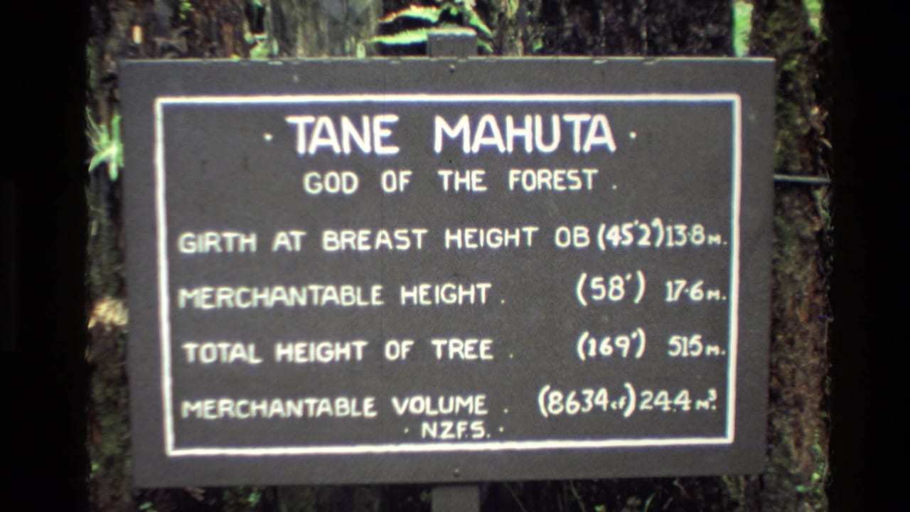 1981 New Zealand home-movie frame showing a Tane Mahuta sign with tree measurements against forest bark.