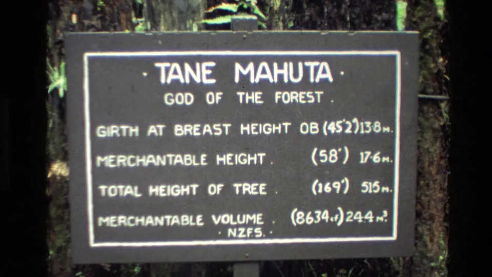 1981 New Zealand home-movie frame showing a Tane Mahuta sign with tree measurements against forest bark.