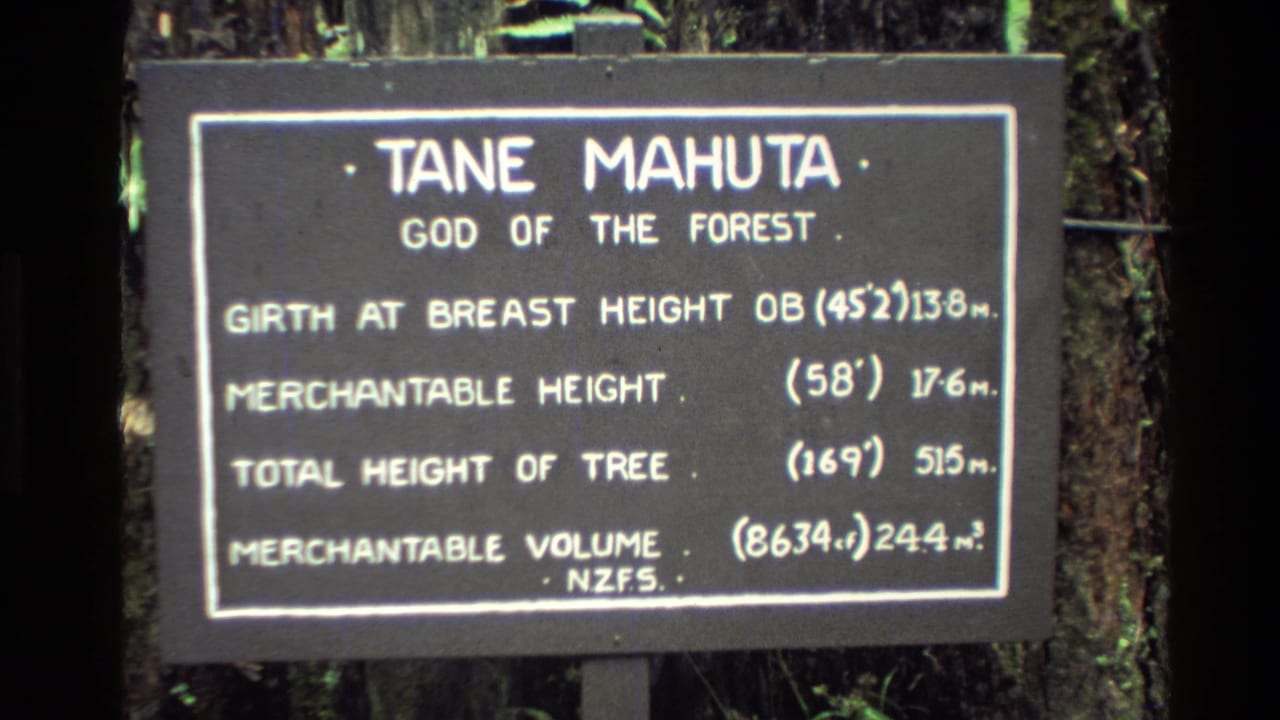 Close view of the Tane Mahuta informational sign in New Zealand, with white text and forest trunks behind it.