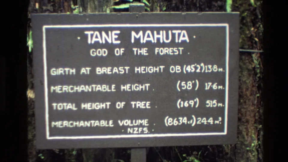 Close view of the Tane Mahuta informational sign in New Zealand, with white text and forest trunks behind it.