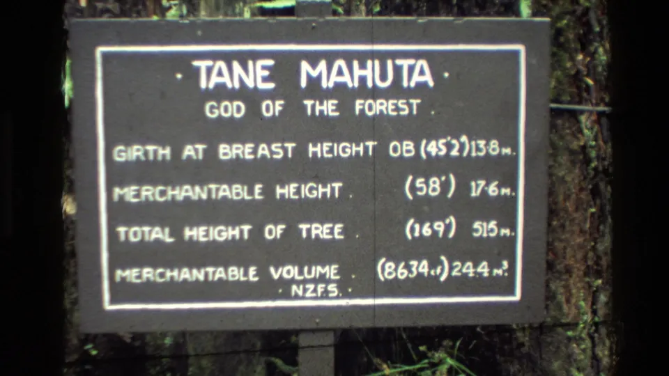 1981 home-movie close-up of the Tane Mahuta sign, showing painted measurements and dense forest behind the board.