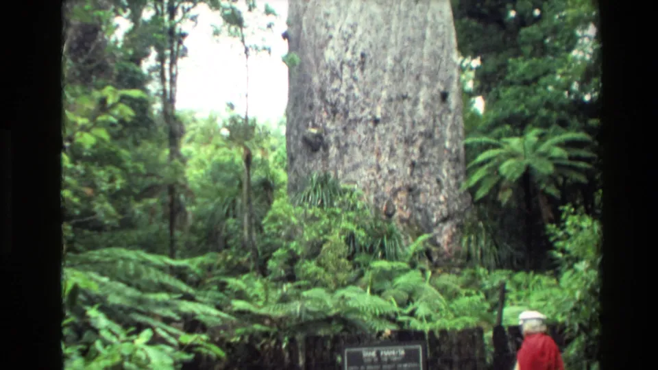Wide 1981 New Zealand forest view of a massive kauri trunk, ferns, and a visitor in a red jacket and white hat for scale.