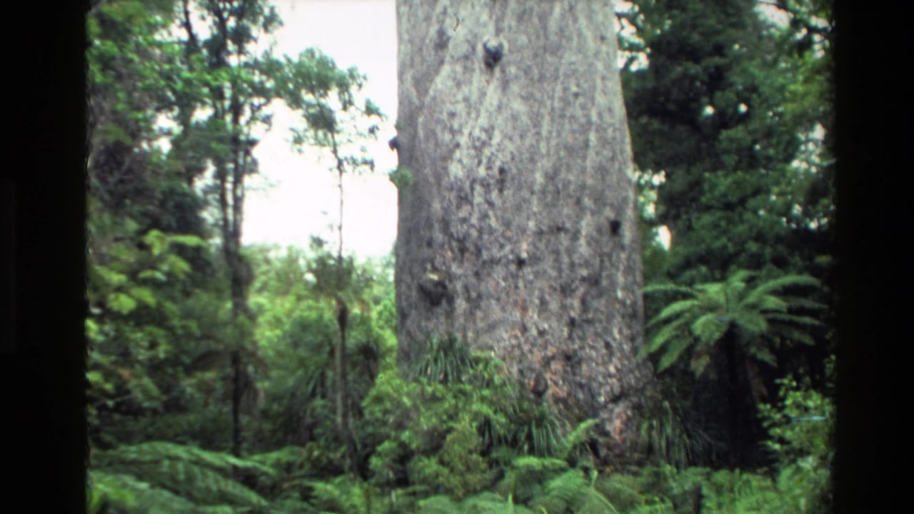 Large pale tree trunk rising in dense green forest with ferns and undergrowth.