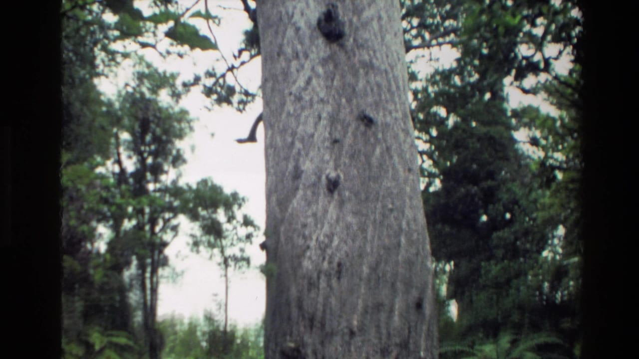 1981 New Zealand 8mm frame with the camera near a massive kauri trunk, showing bark texture, dark knots, and surrounding canopy.