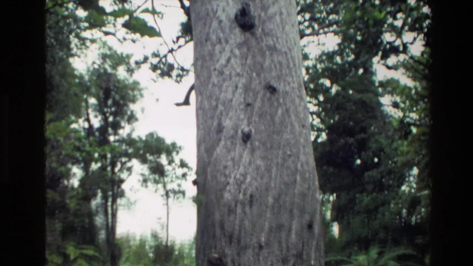 1981 New Zealand 8mm frame with the camera near a massive kauri trunk, showing bark texture, dark knots, and surrounding canopy.