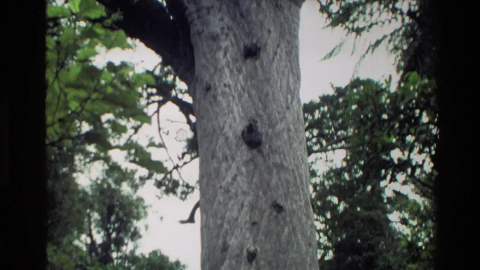 1981 New Zealand 8mm frame looking up along the kauri trunk toward leafy branches and bright sky openings.