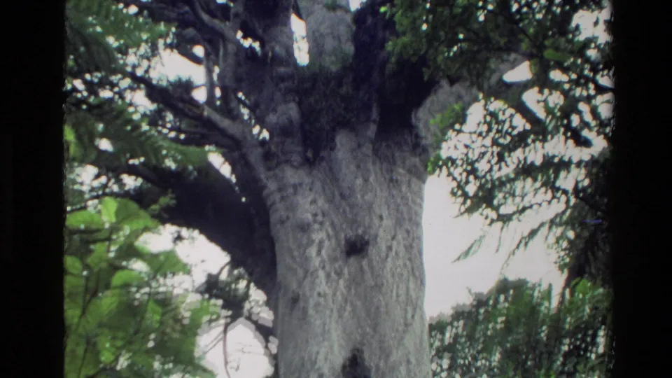 1981 New Zealand 8mm frame showing the upper kauri trunk where large branches spread into the forest canopy.