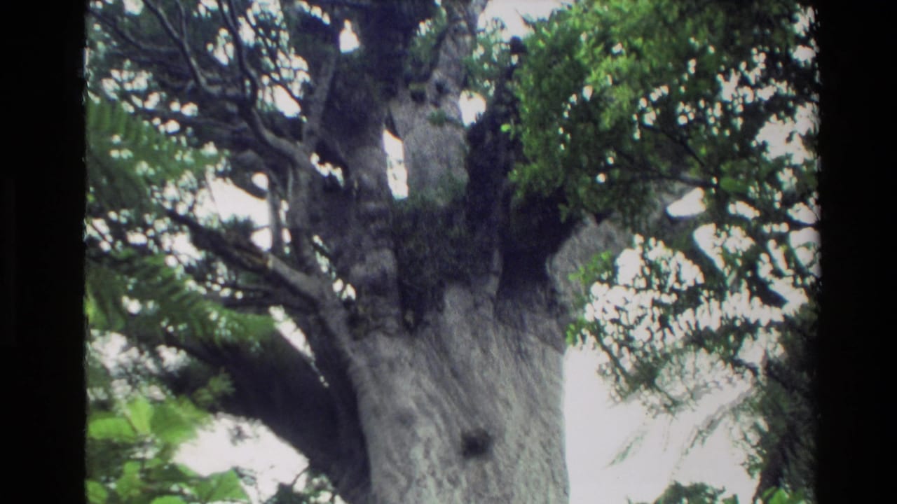 Large pale tree trunk and branches seen through dark film frame edges.