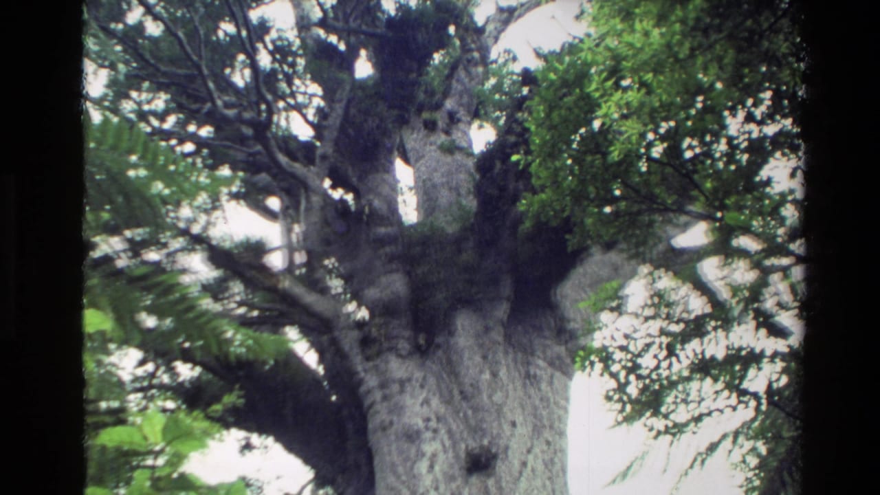 Visitor-shot 8mm view of Te Matua Ngahere in New Zealand, with its broad trunk, gnarled upper branches, and surrounding greenery.