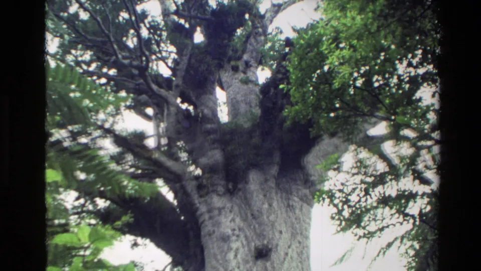 Visitor-shot 8mm view of Te Matua Ngahere in New Zealand, with its broad trunk, gnarled upper branches, and surrounding greenery.